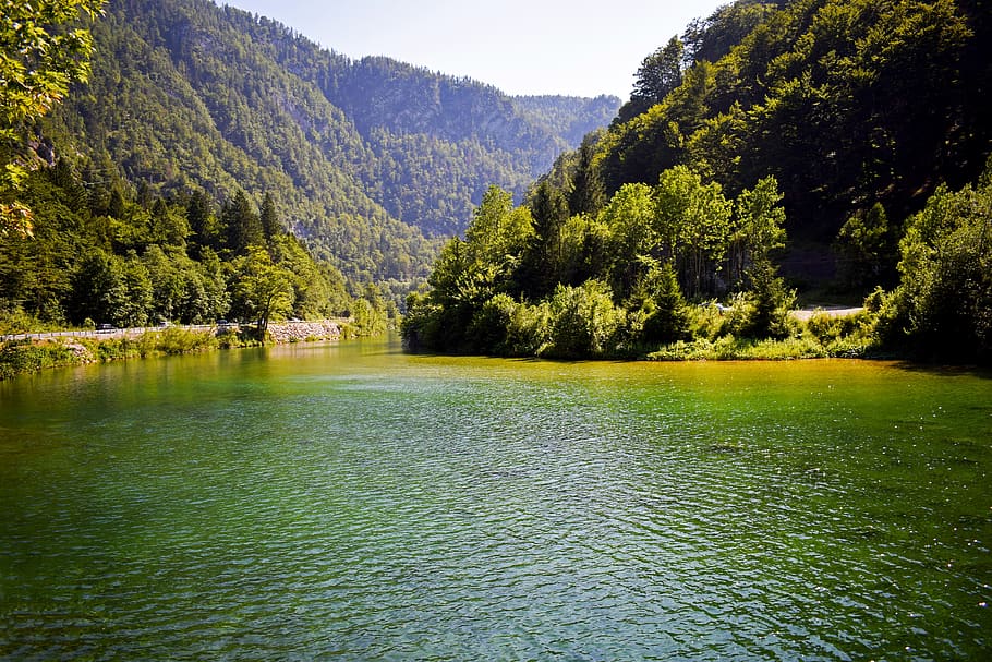 bosque_eslovenia