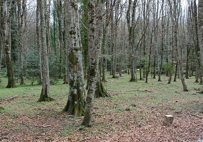 bosque